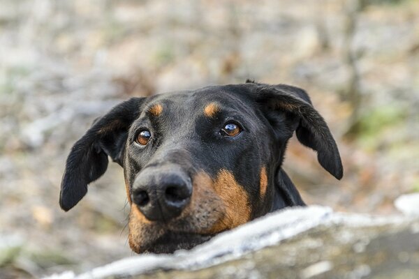 Perro con mirada amorosa