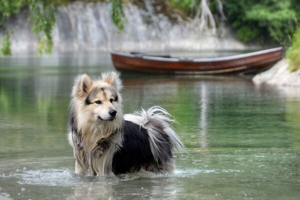 Собака смотрит стоя в воде