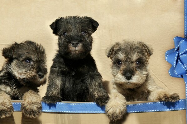 A trio of puppies on a box with ribbons