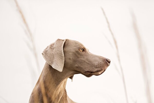 The hunting dog looks into the distance
