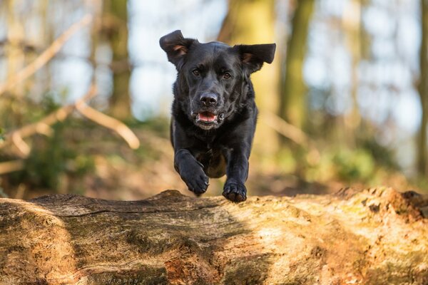 Sobaga running and jumping over a log