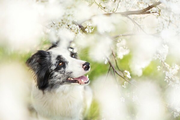 A dog with a beautiful look in an apple tree in bloom