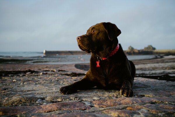 Der Hund liegt am felsigen Ufer des Sees