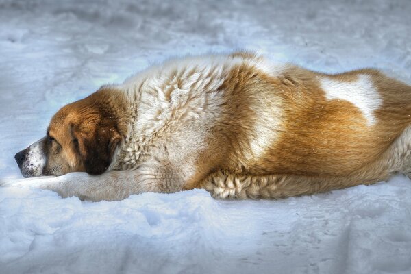 Cane sdraiato sulla neve in un campo