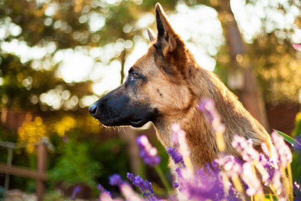 Chien triste en fleurs