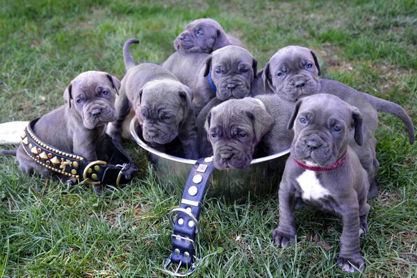 Cachorros de mastín napolitano en la pelvis