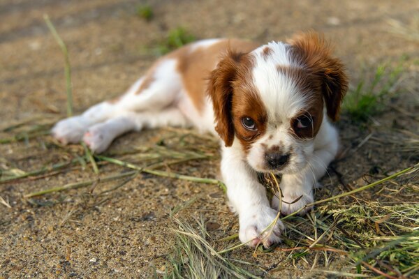 Mignon petit chien avec un regard sérieux