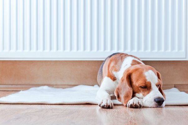 Le chien qui dort doucement sur le tapis