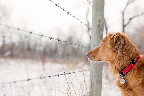 Perro en invierno cerca de la valla