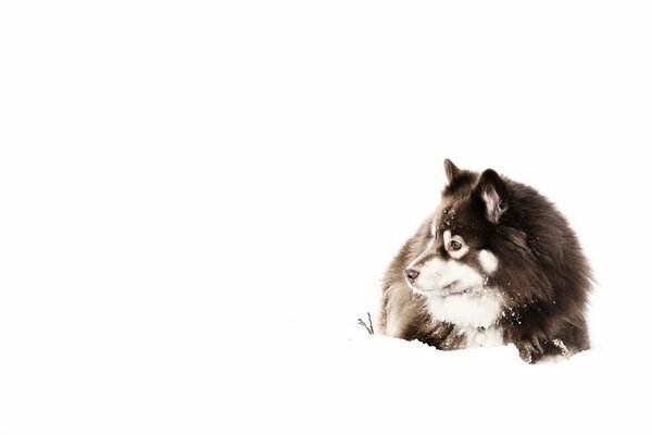 Huska giace sulla neve in attesa del proprietario
