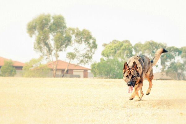 A dog is a loyal friend of a person