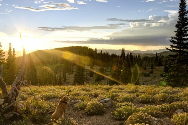 Dog in nature, forest, walking with a pet