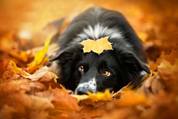 The dog is lying in the foliage with a maple leaf on his head