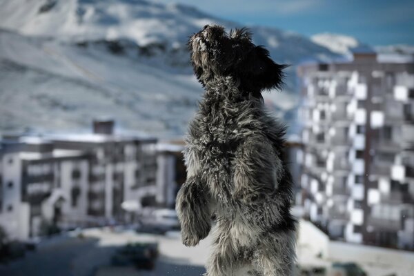 Photo de chien de neige, ville