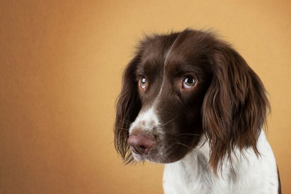 Sad look of a four-legged friend