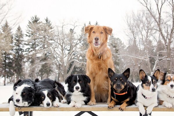 Muchos perros en el fondo de invierno