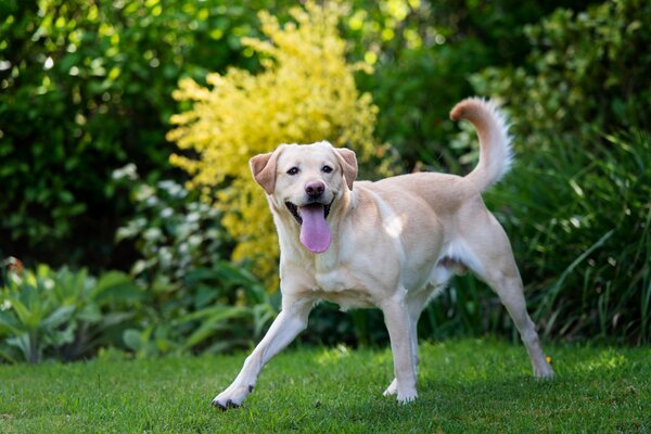 A joyful dog runs on the green grass