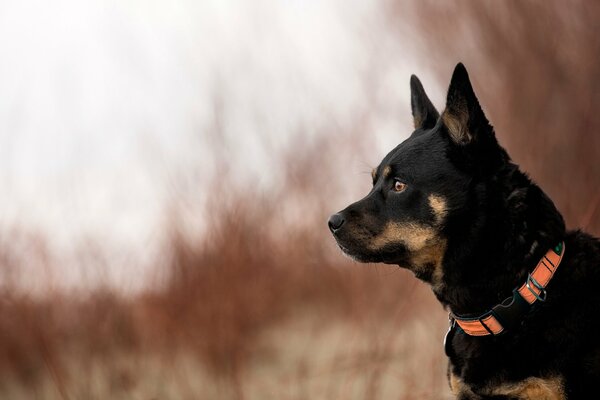 A black dog with an orange collar