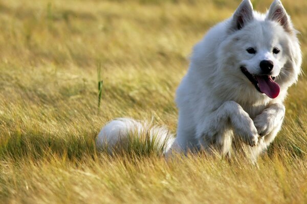 Un cane che corre per un incontro sul campo