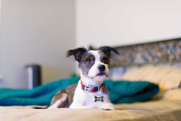 Drôle de chien couché sur le lit dans un collier avec un OS