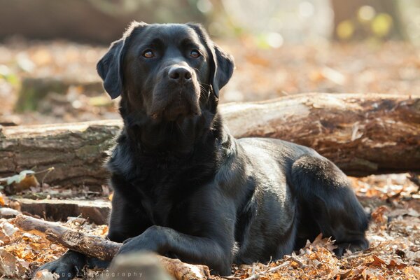 A massive black dog is lying by a log