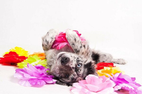 El perro en la espalda yace en flores