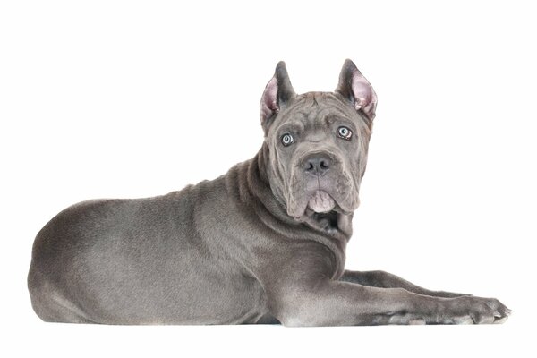 Perro negro sobre fondo blanco