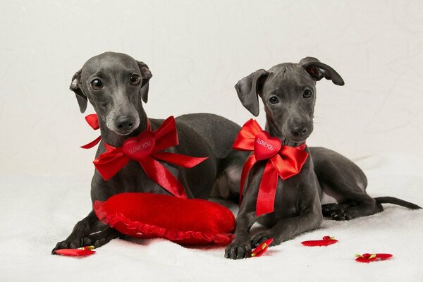 Due cani con fiocchi e cuori