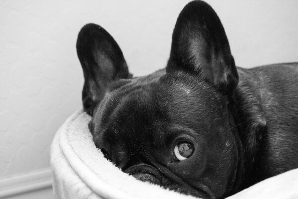 La astuta mirada amistosa del perro