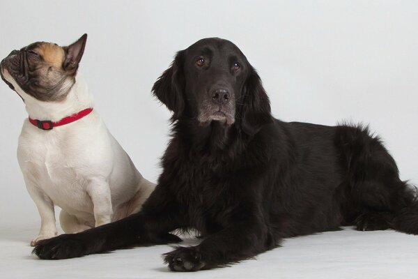 Due cani - due amici