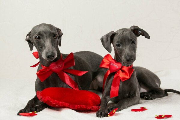 Dogs with red bows - two friends