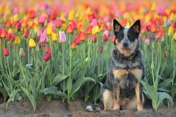 Foto vivida di un cane in tulipani
