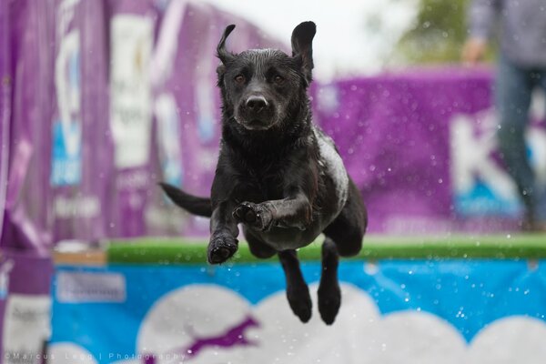 Salto in alto del cane nero