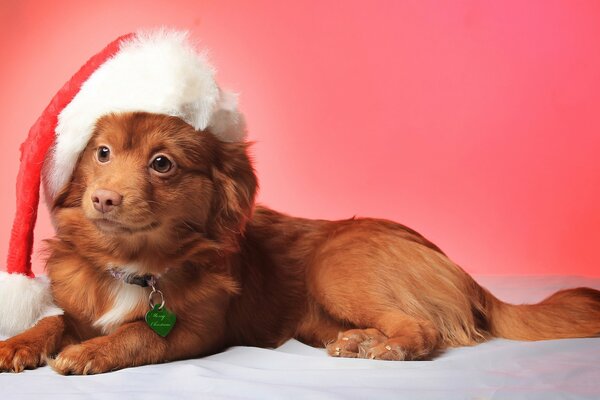 Cane in un cappello di Capodanno su una foto rossa