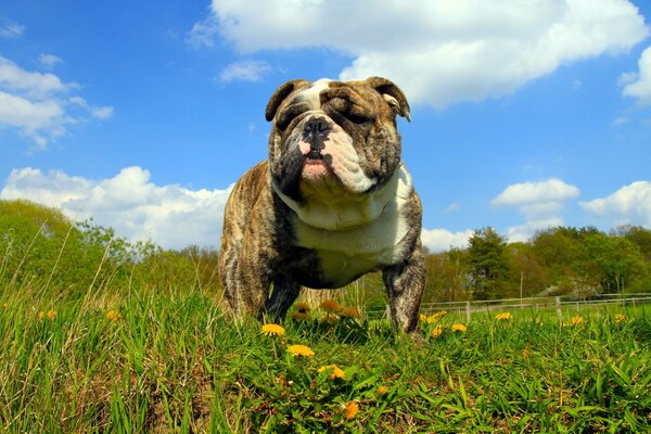 Fascino del cane su sfondo estivo