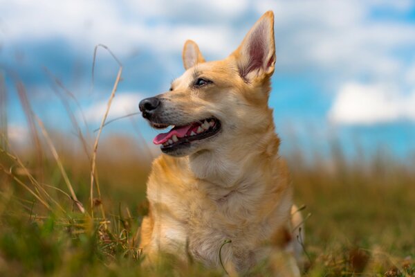 Il cane in pieno guarda in lontananza