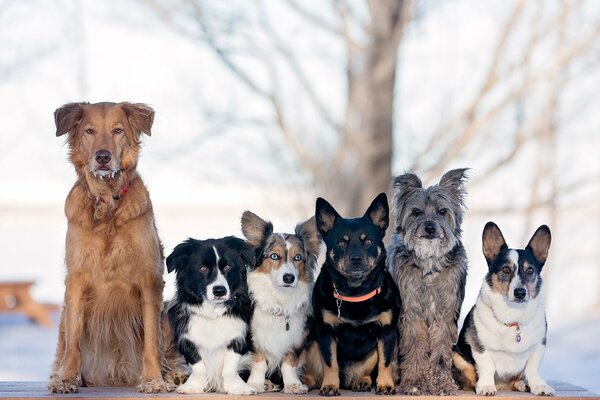6 dogs of different breeds
