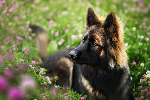 Le regard réfléchi d un chien bien-aimé