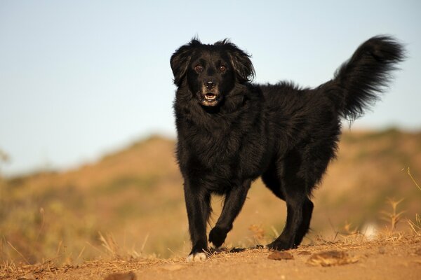Der Hund hat einen Schwanz, die Ohren stehen