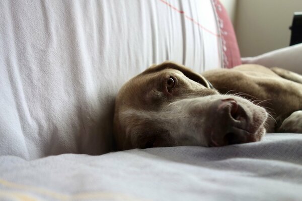 A dog lying lazily on the couch