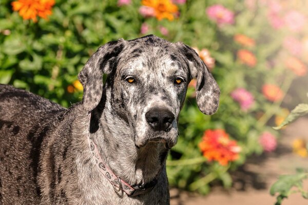 Der Hund geht in der Nähe von Blumen