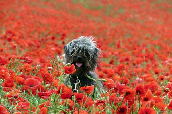 Cane in un campo di papaveri, papaveri rossi