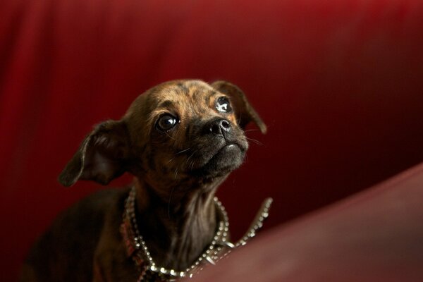 The little dog looks at the owner