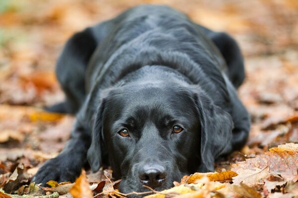 The most devoted friend - you can see by the look