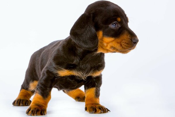 Look mignon de chiot avec des oreilles