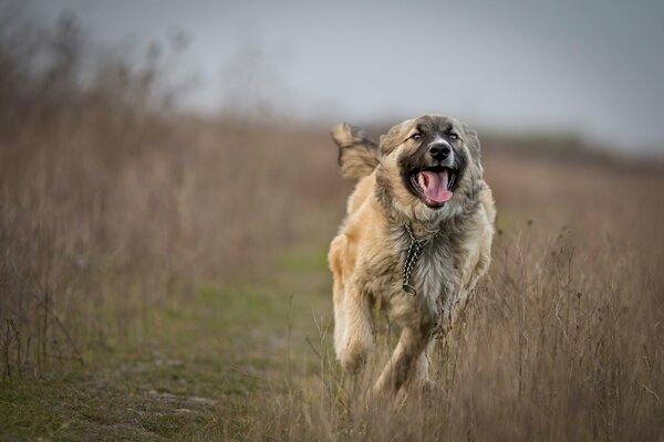 Un chien qui court joyeusement sur le terrain