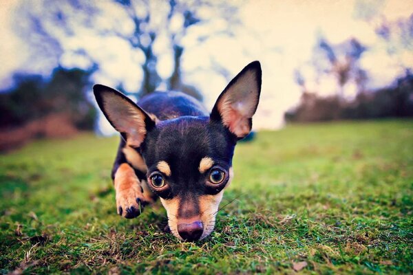 Petit chien reniflant de l herbe