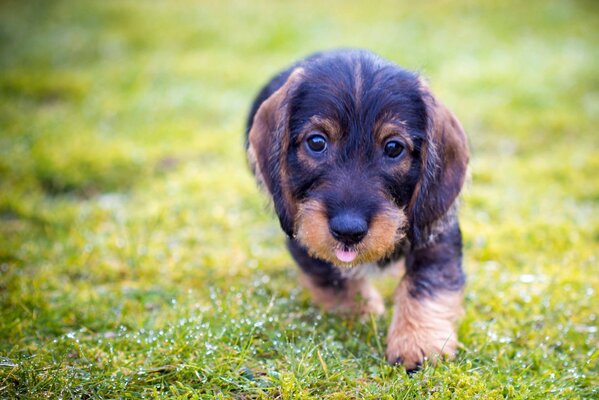 Un cachorro corre en verano con la lengua fuera