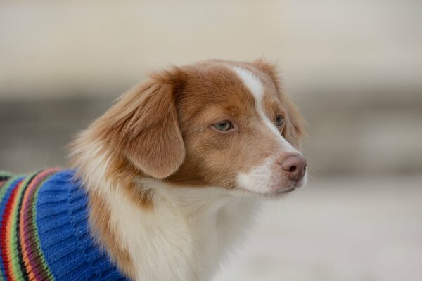 Der Hund in der Jacke schaut zur Seite