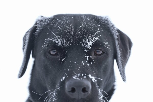 A stern look with frost on the muzzle